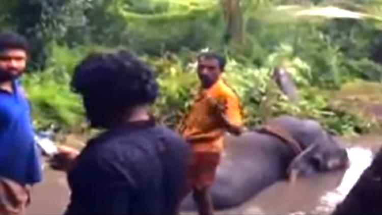 elephant in swamp alappuzha