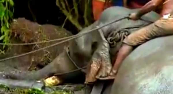 /elephant-in-swamp-alappuzha