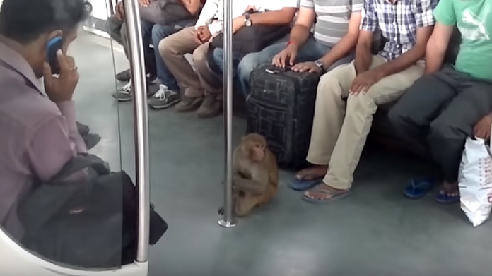 monkey in metro video