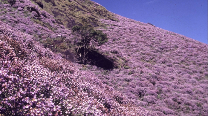 neelakurinji blooms action against kurinji garden encroachers to be diluted neelakurinji sactuary will came into reality without ousting anyone 