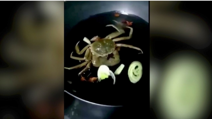 crab