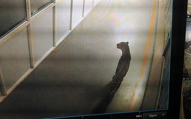 leopard in maruti suzuki factory