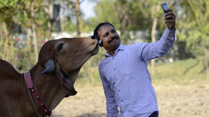 selfie with cow