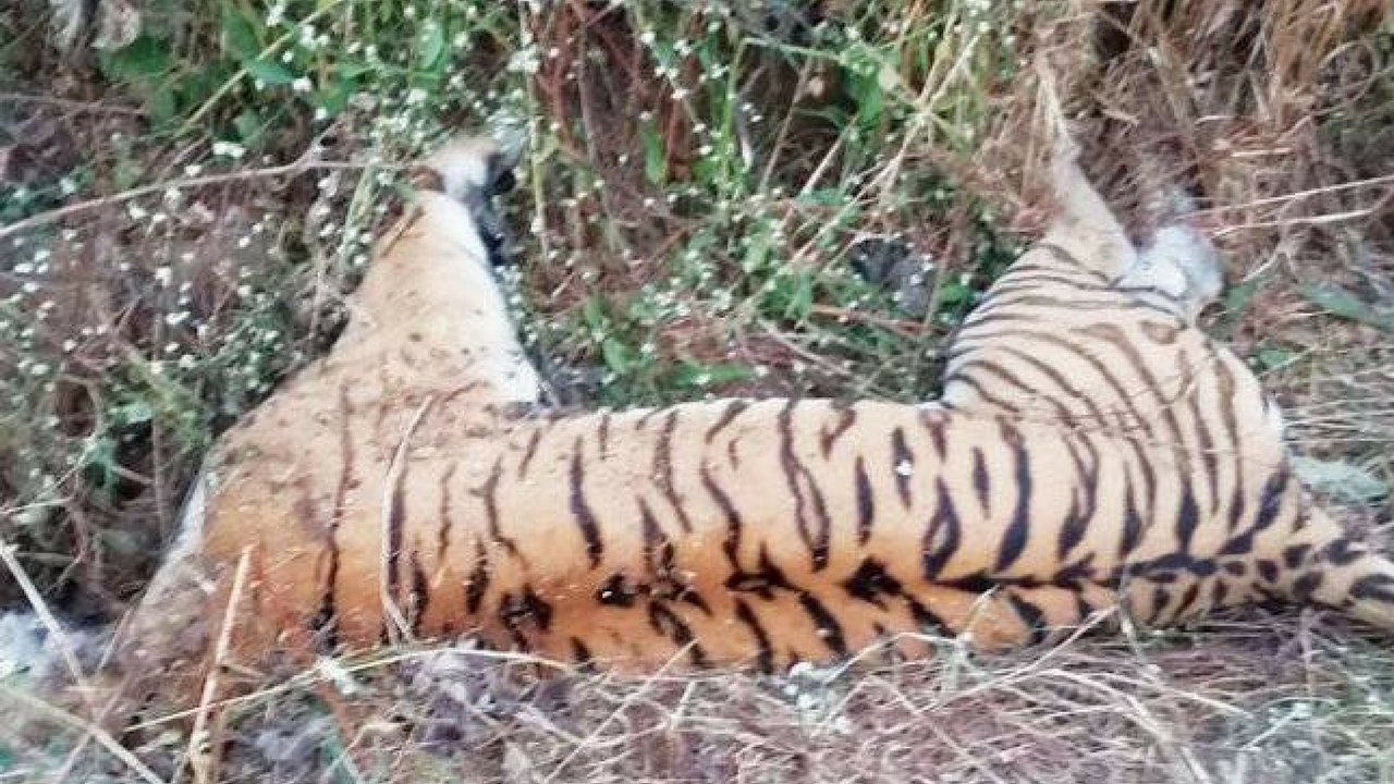 tiger (1)