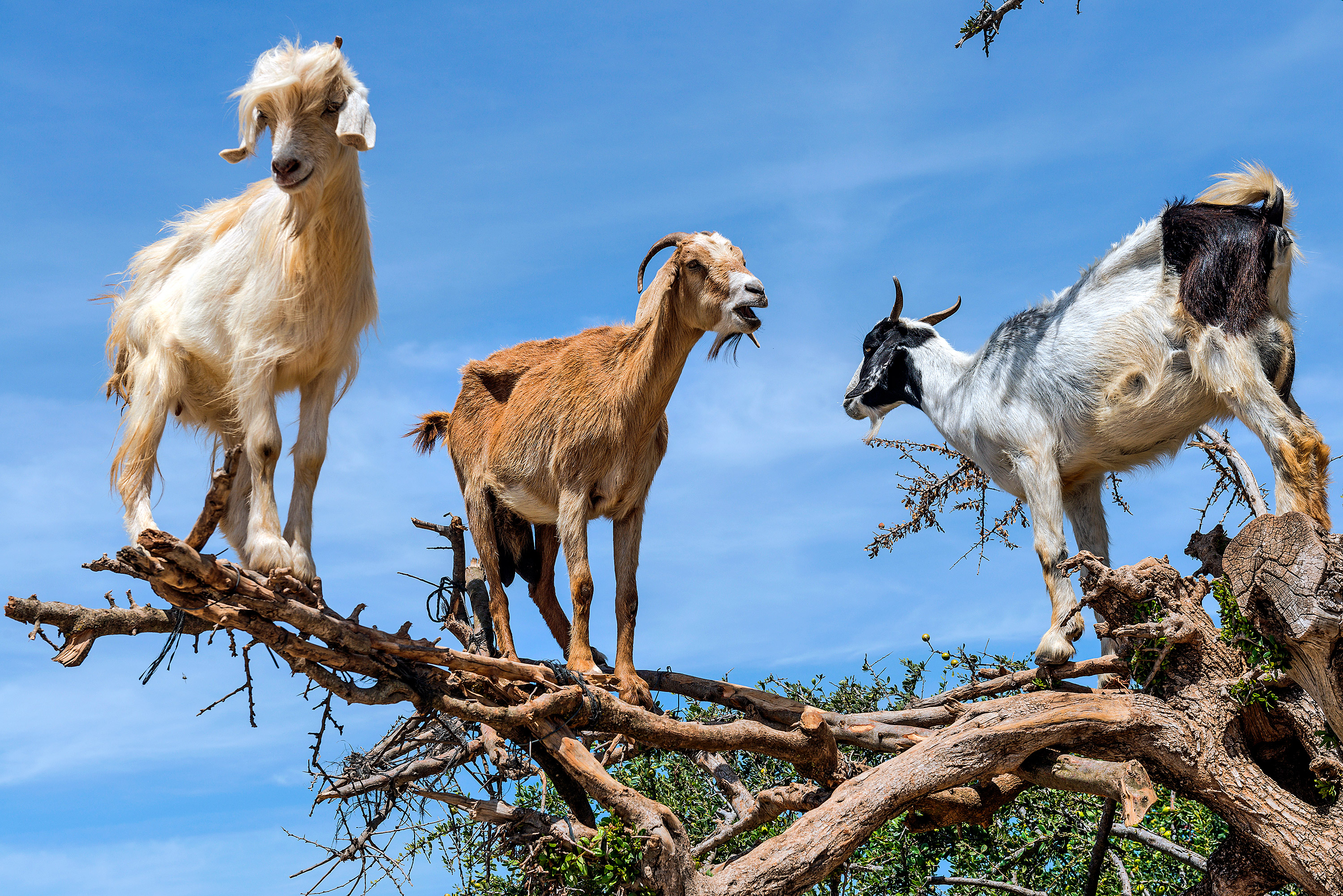 tree-goats