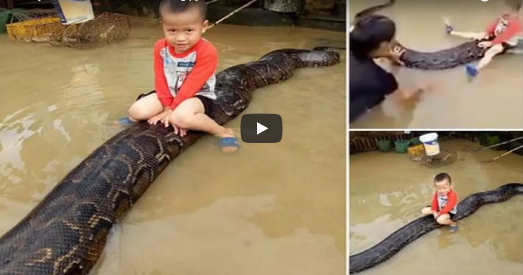 kid riding python video