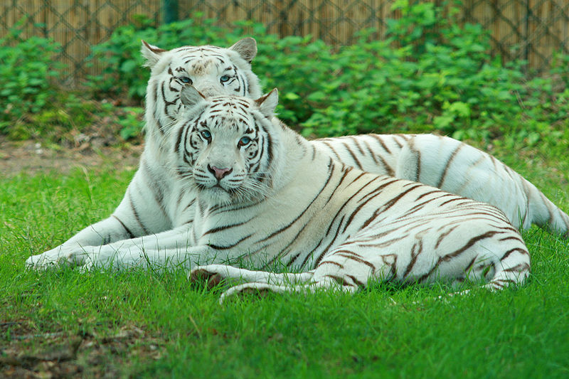 white_tigerS