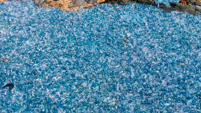 Blanket of Jellyfish Washed Ashore