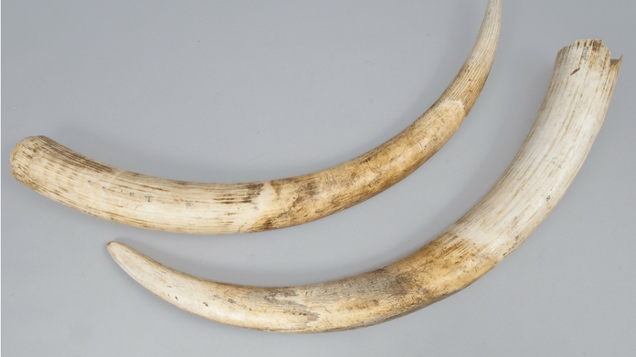 four tn natives caught while smuggling elephant tusk
