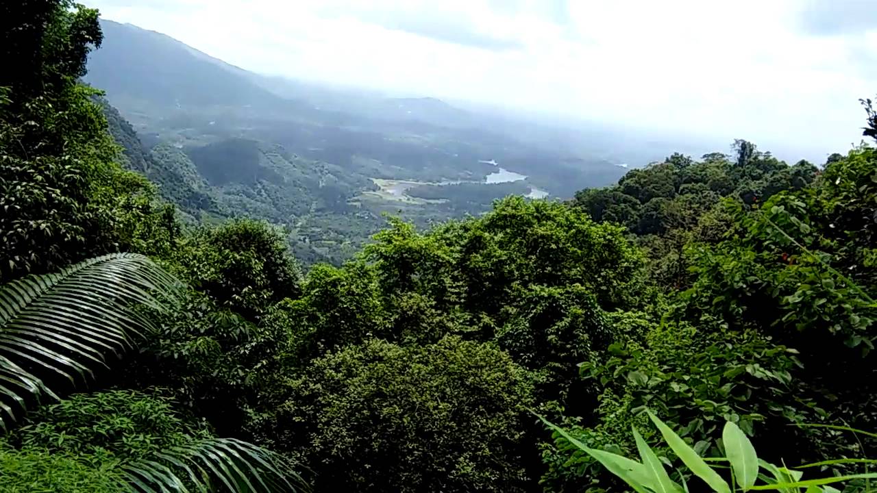 forest officers attacked at kakkayam, kakkayam, kakkayam forest
