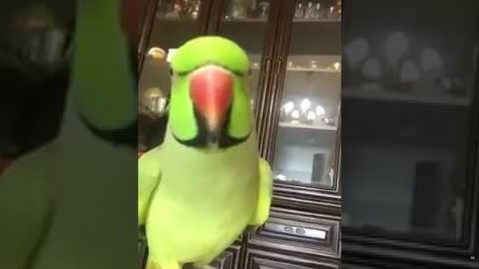 parrot