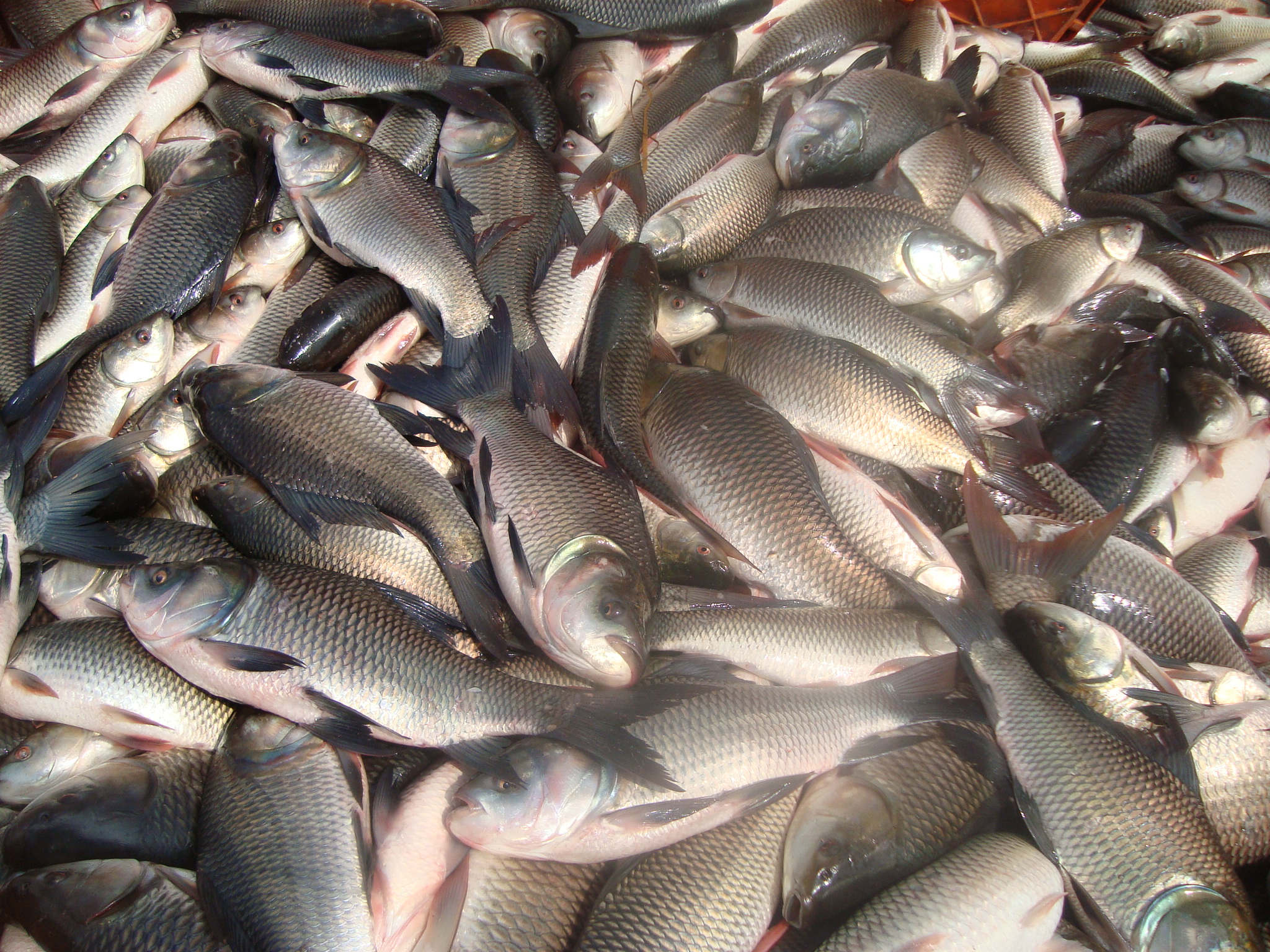 pisciculture in highrangef kerala