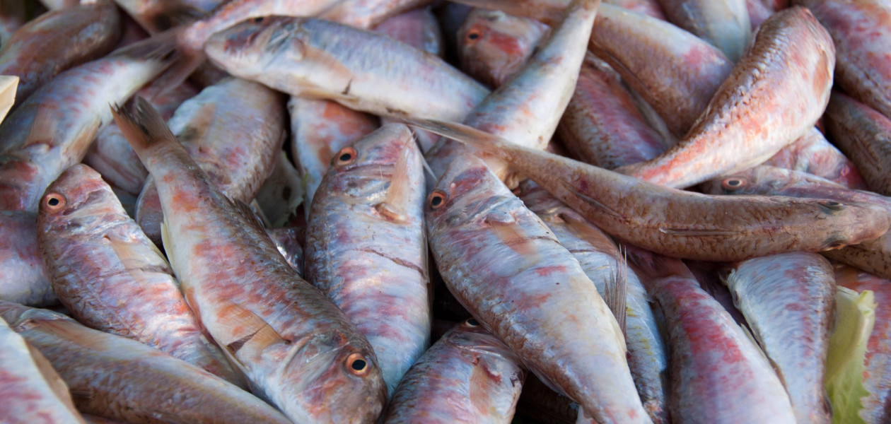 young scientists developed strip to detect adulteration in fish