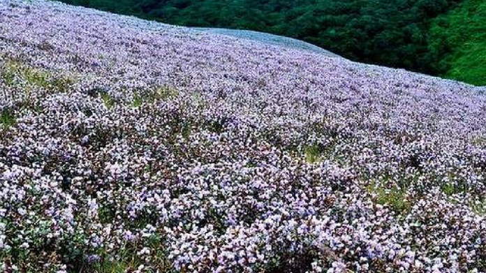kurinji garden