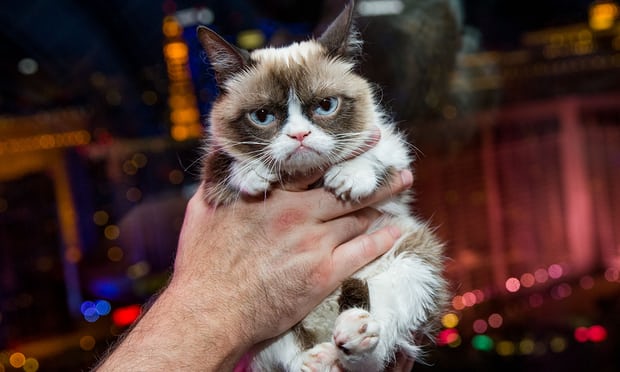 Grumpy Cat wins 5 crore