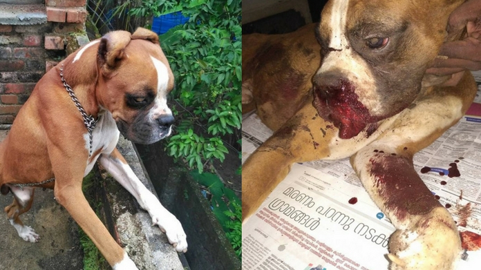 Dog killed