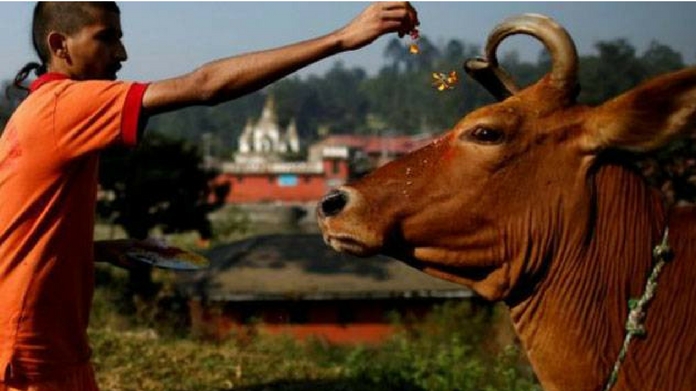 cow protectors