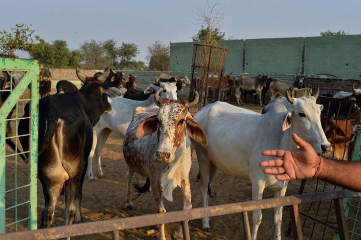 Two Minor Girls Jailed For Cow Slaughter In UP