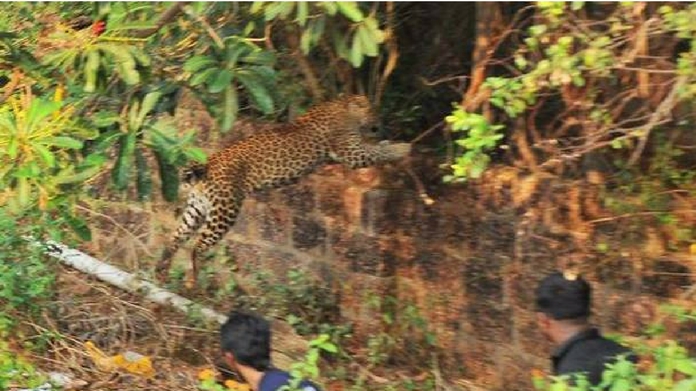 leopard