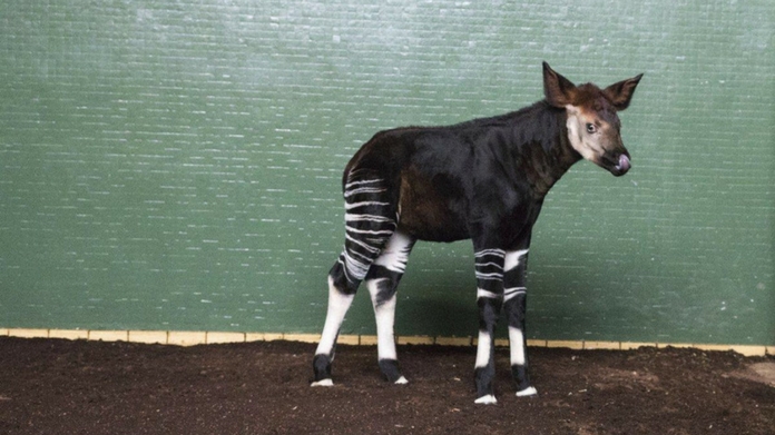 London zoo names baby okapi after Meghan Markle