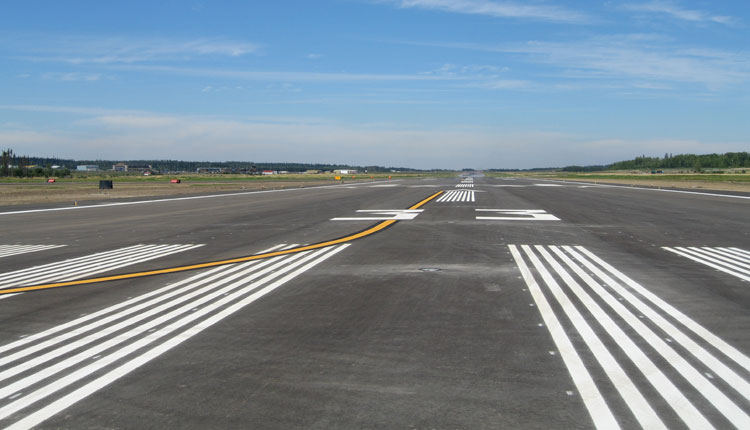 cow in runway, airplane,