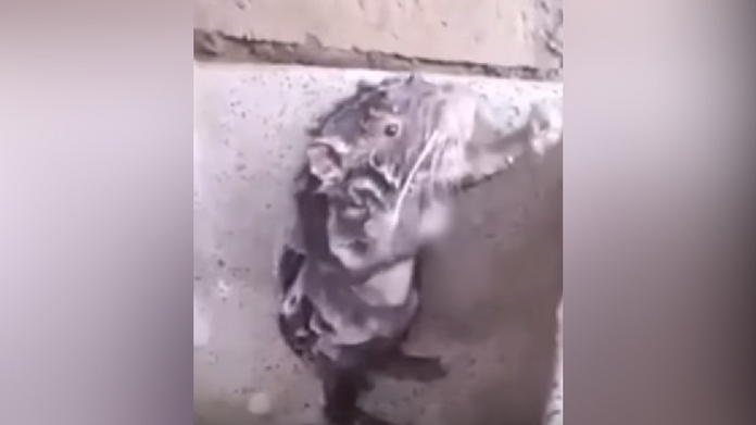 rat bathing video