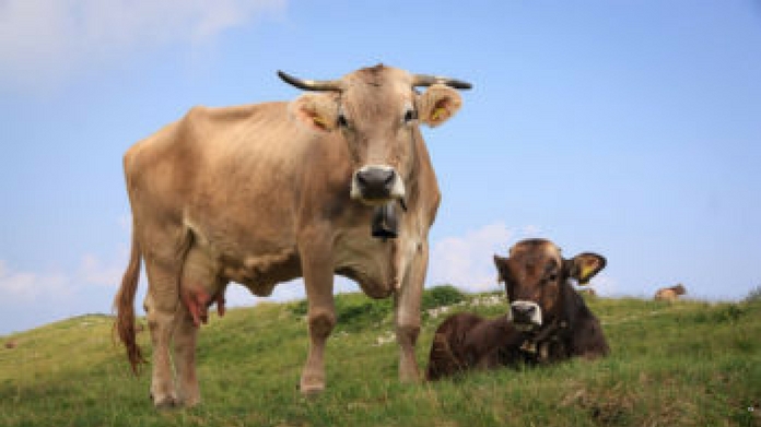 cow