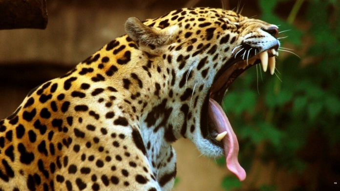 leopard