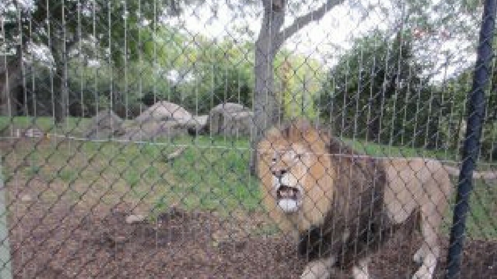 lion