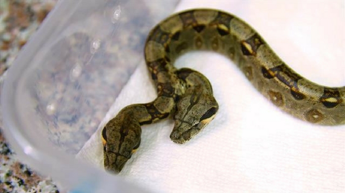 two headed snake found in florida