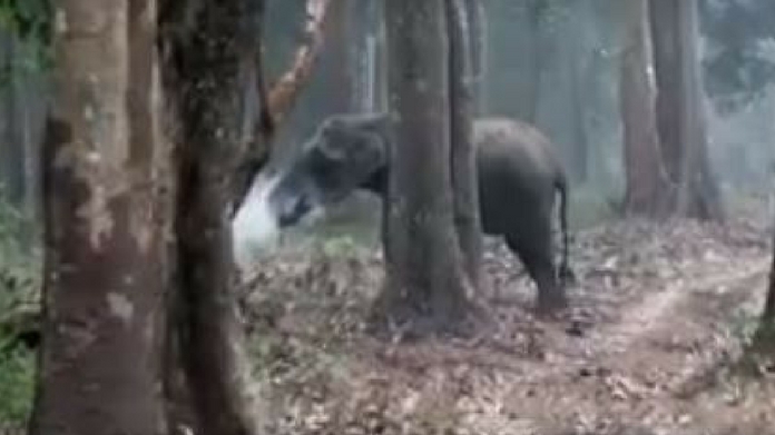 Elephant smokes