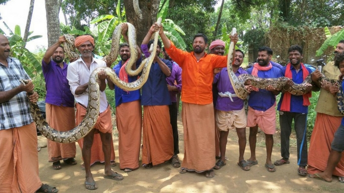 Python Thrissur