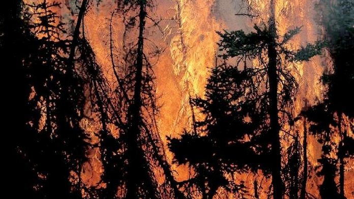 idukki forest fire