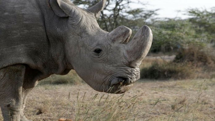 worlds last male white rhino dead