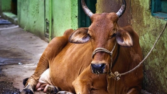 centre brings relation in slaughter ban india