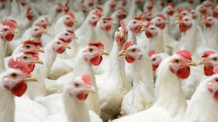 chicken