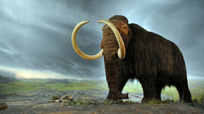 mammoths rebirth project