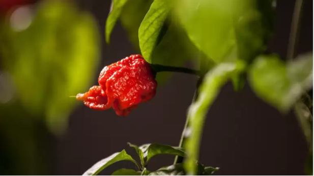 Worlds hottest chili gives man thunderclap headaches