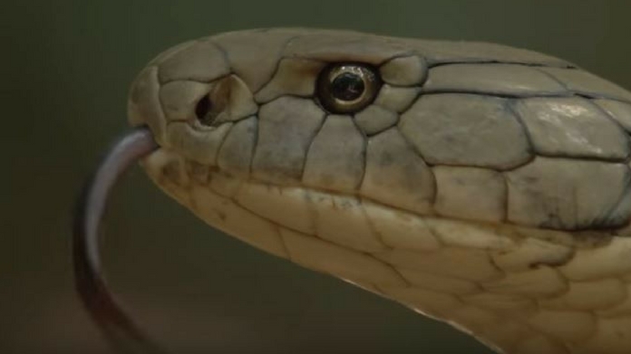 snake eat