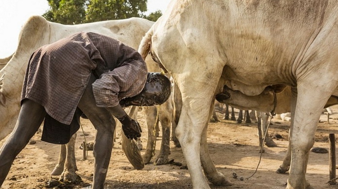 the tribe that bath in cow urine