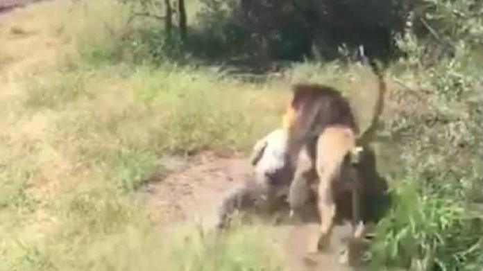Mike Hodge attacked by lion in Thabazimbi