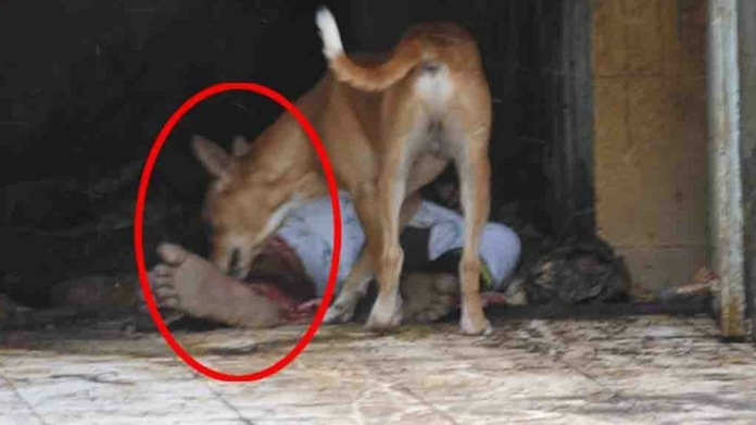 dog eats dead body
