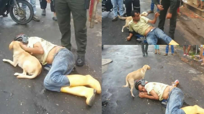 dog