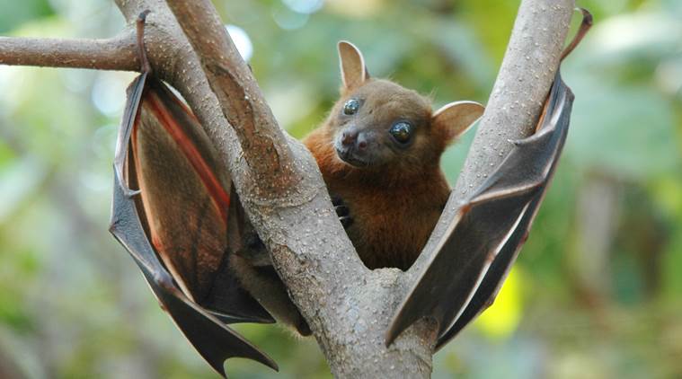 nipah virus