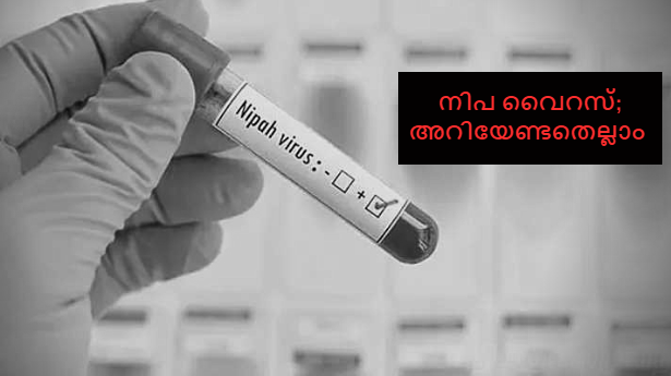 nipah virus