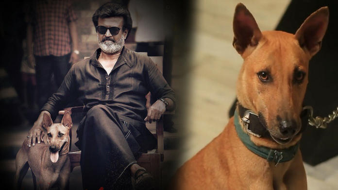the dog in kaala poster net worth
