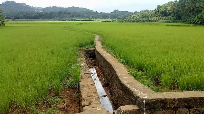 nelvayal