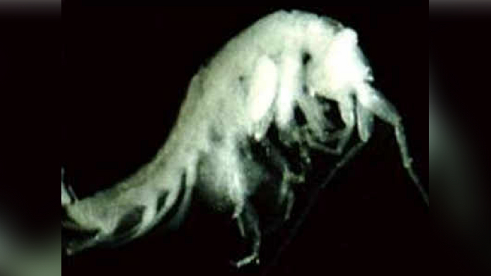 New amphipod species named after Cusat