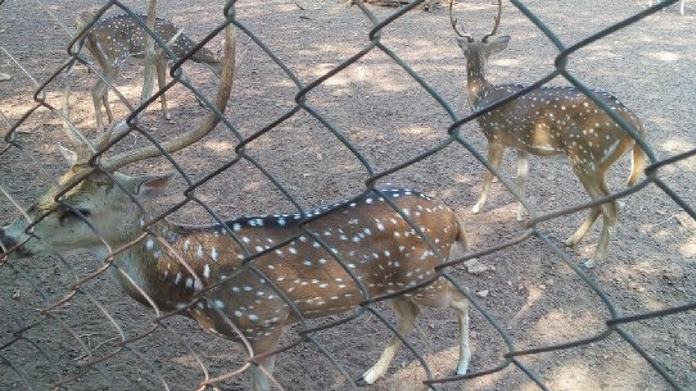 death of hill palace deer may be due to virus