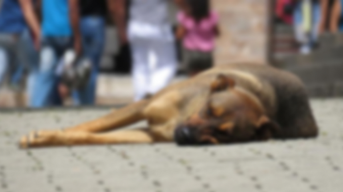 dog